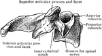 Fourth cervical vertebra from the side.