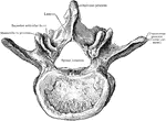 Third lumbar vertebra from above.