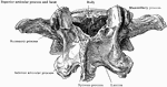 Third lumbar vertebra from behind and the side.