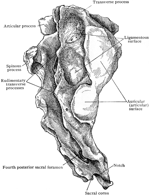 Lateral View of the Sacrum | ClipArt ETC