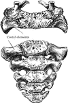Superior and anterior view of young sacrum of about five years.