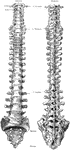Anterior and posterior view of adult spine.