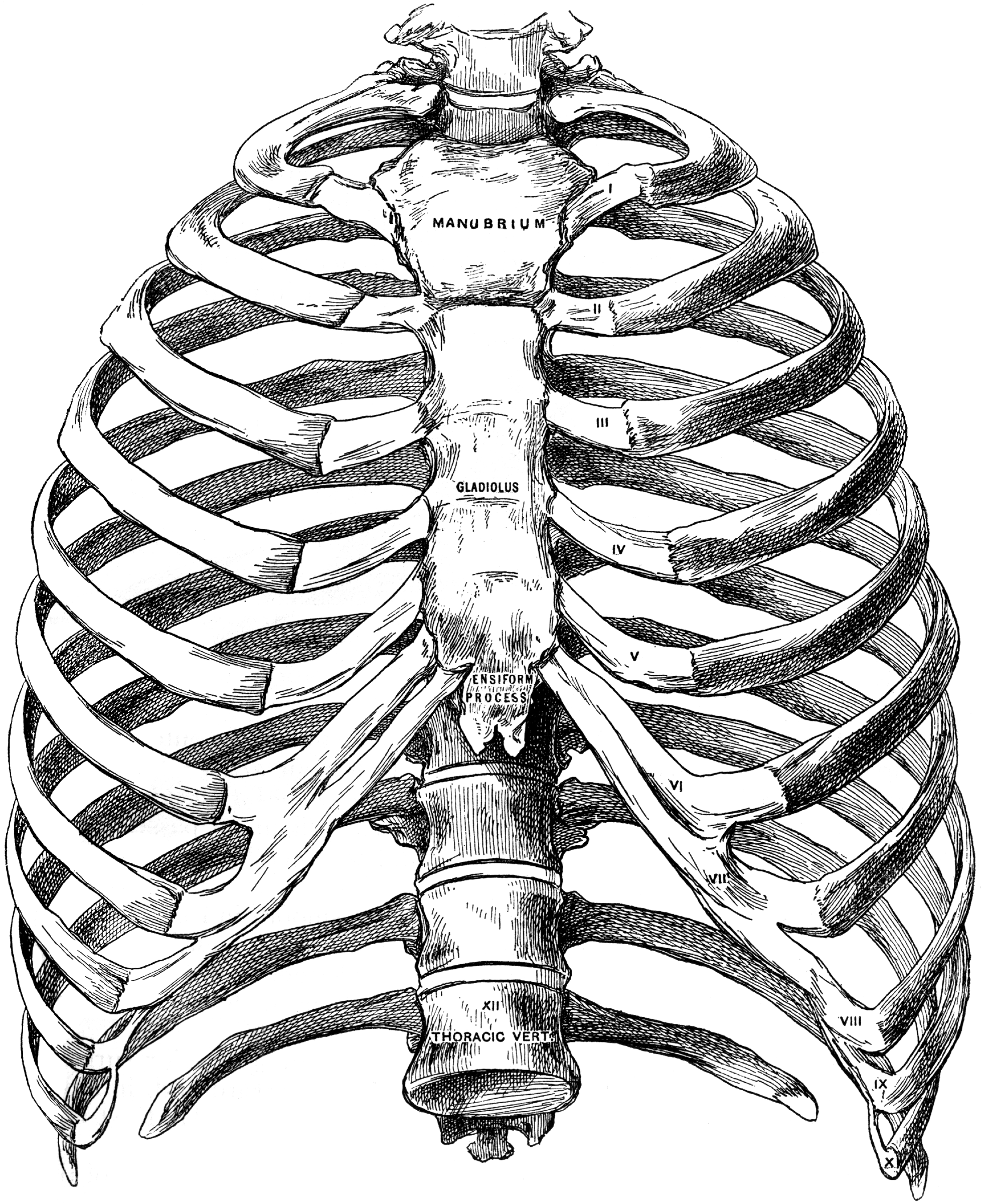 Грудина скелет анатомия