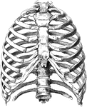 The bony thorax, anterior view.