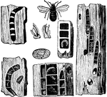 "The Carpenter Bee, or Wood Piercer, hollows out galleries in decayed wood, and builds in them cells placed one over the other - a work often occupying many weeks."