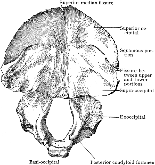 Occipital Bone At Birth Clipart Etc 8250