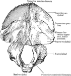 Occipital bone at birth.