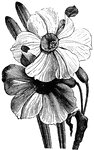 The Narcissus is native to the Mediterranean.