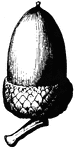 In this acorn the nut is surrounded by a scaly cup.