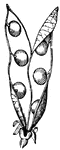 A legume is a pod of a simple pistil, which splits into two pieces.