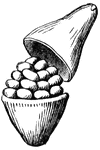 A pyxis is a pod which opens crosswise, the top separating as a lid, (Gray, 1858).
