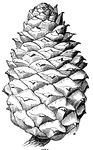 Each scale of the pine cone is a whole pistillate flower. (Gray, 1858).