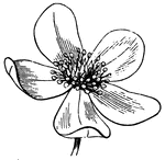 Flower of Anemone,(Gray, 1858).
