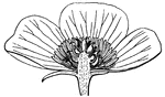 Flower of Anemone, cut in half, (Gray, 1858).
