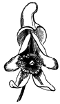 Flower of Wolfsbane, or Monkshood, (Gray, 1858).