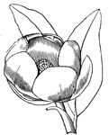 Flower of Laurel-Magnolia, (Gray, 1858).