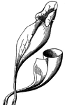 Leaves of Pitcher-plant, one of them cut off, (Gray, 1858).