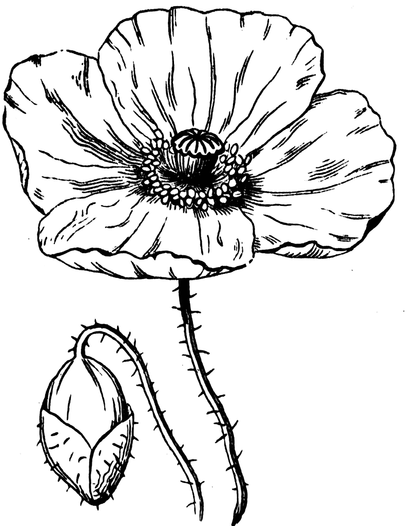 Poppy ClipArt ETC