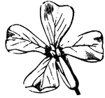 Flower of Mustard, (Gray, 1858).