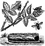 "The Leaf Cutting Bees make their nests in tubes lined with the leaves of the rose, the willow, the lilac, etc., placed in a cylindrical burrow."
