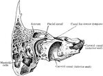 Sagittal section through right temporal bone, seen from the outer side.