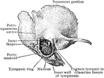 Temporal bone at about birth, outer aspect.