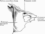 Portion of sphenoid bone, showing the foramen pterygospinosum.