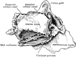The ethmoid bone, outer aspect from the right side.