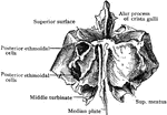 The ethmoid bone from behind.