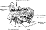 The ethmoid bone, inner aspect from the left side, part of the middle turbinate having been removed.