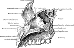 Right superior maxillary bone, inner surface.
