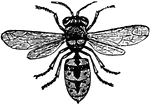 "Wasps live in companies, which last only a year and are composed of males, females and workers. Their sting is larger than that of the bees, and is supplied with poison from a pouch placed at the base. The males have no sting."