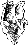 Right lachrymal bone, inner aspect. Upper part completes anterior ethmoidal cells, lower looks into middle nasal meatus.