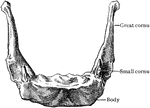 The hyoid bone from in front