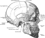 The skull from the side.