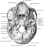 Base of skull from below, the lower jaw is removed.