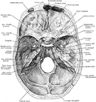 Base of skull from above.