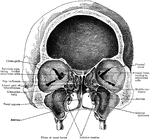 Front section of skull through plane of outer border of orbits. Arrows pass through communication between atrum and middle meatus.
