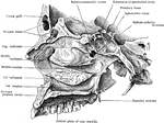 Inner aspect of outer wall of right nasal fossa.