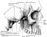Lateral view of skull with zygomatic arch removed.