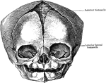 The skull at birth, from before.