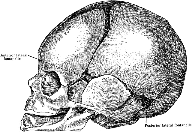 Lateral Aspect of Skull at Birth | ClipArt ETC