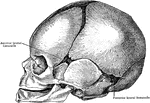 The skull at birth, lateral aspect.