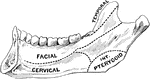 Inner surface of lower jaw, showing various areas.