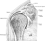 Frontal frozen section through the right shoulder joint.