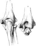 Posterior view of elbow, showing relative position of condyles and olecranon. A, in extension; B, in flexion.