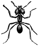 Also known as the Parasol Ant. They are called this because of the way they carry leaves above their heads.