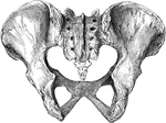 The pelvis from behind.
