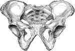 Male pelvis from before.