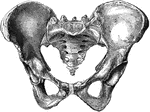 Female pelvis from before.